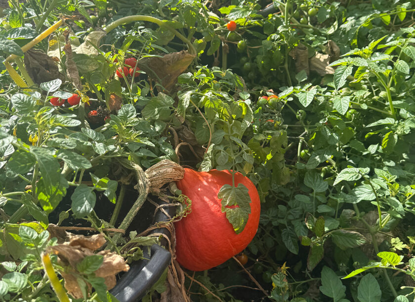 Growing together in Palace Shopping’s Secret Garden